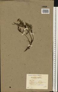 Andromeda polifolia L., Eastern Europe, Belarus (E3a) (Belarus)