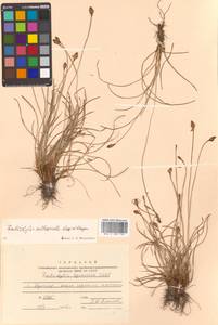 Fimbristylis tristachya var. subbispicata (Nees) T.Koyama, Siberia, Russian Far East (S6) (Russia)