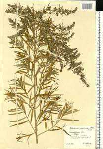 Artemisia dubia Wall. ex Besser, Eastern Europe, Central forest region (E5) (Russia)