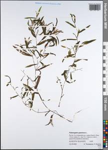 Potamogeton gramineus L., Siberia, Yakutia (S5) (Russia)