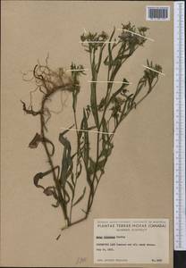 Symphyotrichum foliaceum (DC.) G. L. Nesom, America (AMER) (Canada)