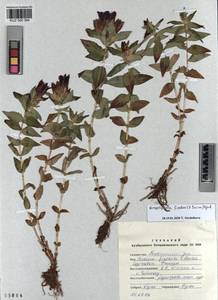 KUZ 000 384, Gentiana septemfida subsp. septemfida, Siberia, Altai & Sayany Mountains (S2) (Russia)