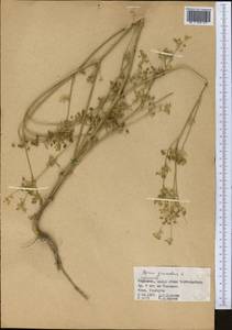 Apium graveolens L., Middle Asia, Western Tian Shan & Karatau (M3) (Kyrgyzstan)
