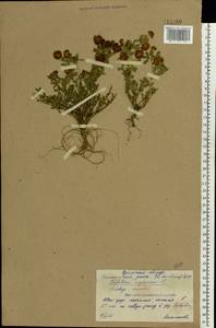 Trifolium aureum Pollich, Eastern Europe, Eastern region (E10) (Russia)
