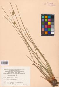 Juncus effusus L., Eastern Europe, West Ukrainian region (E13) (Ukraine)