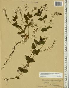 Veronica vindobonensis (M. Fisch.) M. Fisch., Eastern Europe, Central region (E4) (Russia)