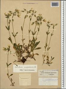 Cerastium purpurascens, Caucasus, North Ossetia, Ingushetia & Chechnya (K1c) (Russia)