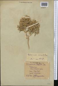 Halimocnemis macranthera Bunge, Middle Asia, Syr-Darian deserts & Kyzylkum (M7) (Uzbekistan)