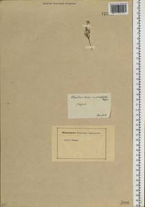 Odontarrhena obovata C.A.Mey., Siberia, Baikal & Transbaikal region (S4) (Russia)