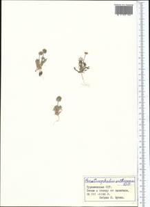 Ceratocephala orthoceras DC., Middle Asia, Karakum (M6) (Turkmenistan)