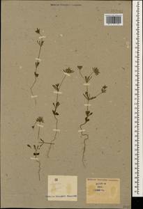 Asperula arvensis L., Caucasus (no precise locality) (K0)