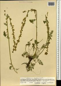 Artemisia tanacetifolia L., Mongolia (MONG) (Mongolia)