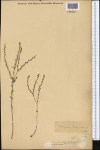 Lappula brachycentra (Ledeb.) Gürke, Middle Asia, Muyunkumy, Balkhash & Betpak-Dala (M9) (Kazakhstan)