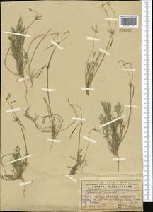 Hypecoum parviflorum Kar. & Kir., Middle Asia, Western Tian Shan & Karatau (M3) (Kazakhstan)