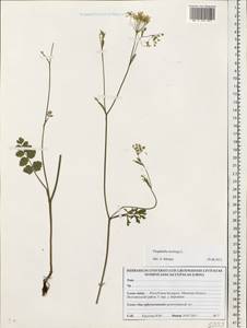 Pimpinella saxifraga L., Eastern Europe, Belarus (E3a) (Belarus)