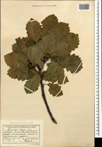 Quercus petraea subsp. polycarpa (Schur) Soó, Caucasus, Abkhazia (K4a) (Abkhazia)
