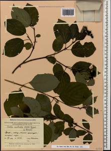Cornus sanguinea subsp. australis (C.A.Mey.) Jáv., Caucasus, Black Sea Shore (from Novorossiysk to Adler) (K3) (Russia)