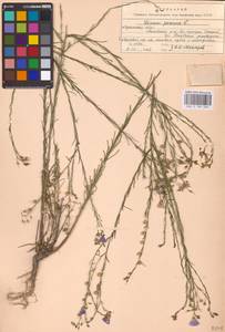 Linum perenne L., Eastern Europe, North Ukrainian region (E11) (Ukraine)