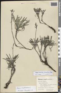 Onosma simplicissima L., Eastern Europe, Central region (E4) (Russia)