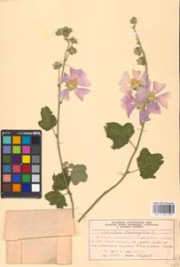 Malva thuringiaca subsp. thuringiaca, Eastern Europe, Moscow region (E4a) (Russia)