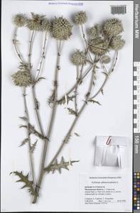 Echinops sphaerocephalus L., Eastern Europe, Moscow region (E4a) (Russia)