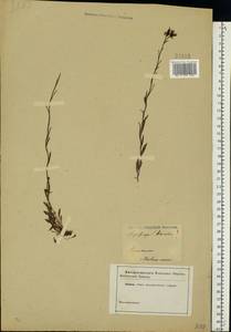 Saxifraga hirculus L., Eastern Europe (no precise locality) (E0) (Not classified)