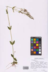 Centaurium erythraea Rafn, Eastern Europe, North-Western region (E2) (Russia)