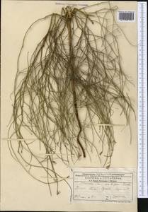 Chondrilla ambigua Fisch. ex Kar. & Kir., Middle Asia, Caspian Ustyurt & Northern Aralia (M8) (Kazakhstan)
