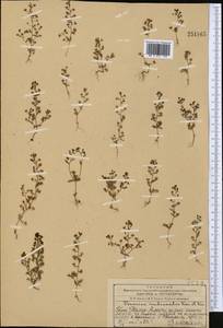 Veronica hispidula Boiss. & A. Huet, Middle Asia, Western Tian Shan & Karatau (M3) (Kazakhstan)