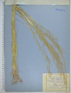 Poa versicolor Besser, Siberia, Russian Far East (S6) (Russia)