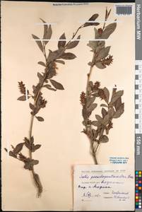 Salix pseudopentandra (Flod.) Flod., Siberia, Yakutia (S5) (Russia)