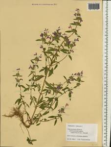 Galeopsis ladanum L., Eastern Europe, Western region (E3) (Russia)