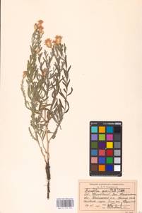 Rhaponticum repens (L.) Hidalgo, Middle Asia, Caspian Ustyurt & Northern Aralia (M8) (Kazakhstan)