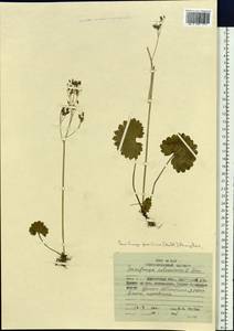 Micranthes nelsoniana var. insularis (Hultén) Gornall & H. Ohba, Siberia, Chukotka & Kamchatka (S7) (Russia)