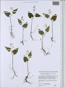 Maianthemum bifolium (L.) F.W.Schmidt, Siberia, Russian Far East (S6) (Russia)