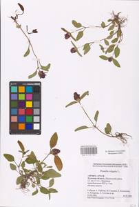 MHA 0 154 045, Prunella vulgaris L., Eastern Europe, Central region (E4) (Russia)