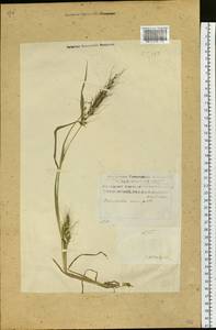 Echinochloa crus-galli (L.) P.Beauv., Siberia, Russian Far East (S6) (Russia)