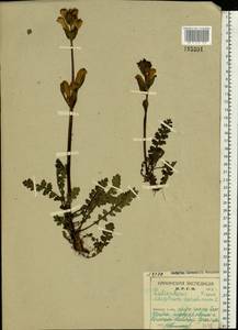 Pedicularis sceptrum-carolinum L., Eastern Europe, Northern region (E1) (Russia)