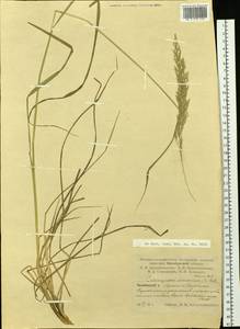 Calamagrostis arundinacea (L.) Roth, Eastern Europe, Eastern region (E10) (Russia)