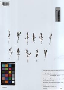 KUZ 003 548, Salicornia europaea L., Siberia, Altai & Sayany Mountains (S2) (Russia)