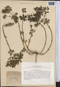 Euphorbia helioscopia L., Middle Asia, Western Tian Shan & Karatau (M3) (Uzbekistan)