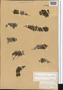 Salvinia natans (L.) All., Middle Asia, Muyunkumy, Balkhash & Betpak-Dala (M9) (Kazakhstan)