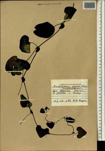 Aristolochia grandiflora Sw., Africa (AFR) (Senegal)