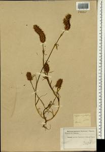 Trifolium angustifolium L., South Asia, South Asia (Asia outside ex-Soviet states and Mongolia) (ASIA) (Iran)