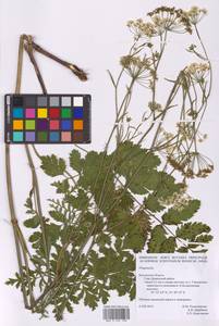 Pimpinella, Eastern Europe, Central region (E4) (Russia)