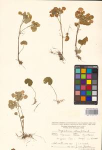 Chrysosplenium alternifolium L., Eastern Europe, West Ukrainian region (E13) (Ukraine)