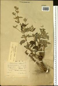 Marrubium peregrinum L., Eastern Europe, South Ukrainian region (E12) (Ukraine)