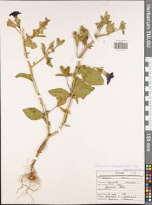 Petunia ×atkinsiana D. Don ex Loudon, Eastern Europe, Central region (E4) (Russia)