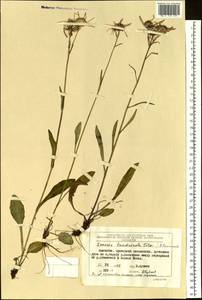 Tephroseris integrifolia subsp. tundricola (Tolm.) B. Nord., Siberia, Chukotka & Kamchatka (S7) (Russia)