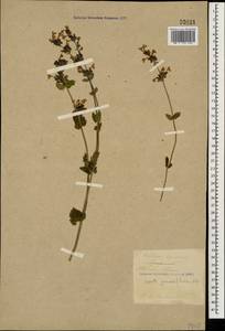 Nepeta grandiflora M.Bieb., Caucasus, Turkish Caucasus (NE Turkey) (K7) (Turkey)